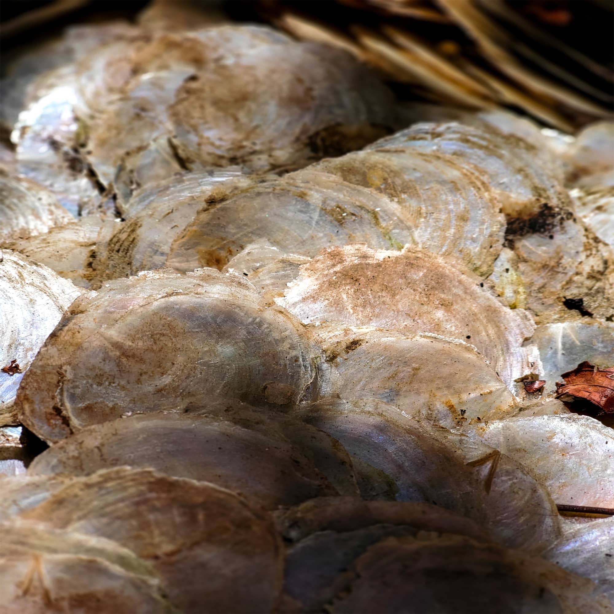 Capiz shell in a pile