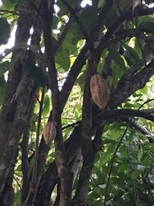 Chocolate pods hand from a cocoa tree.