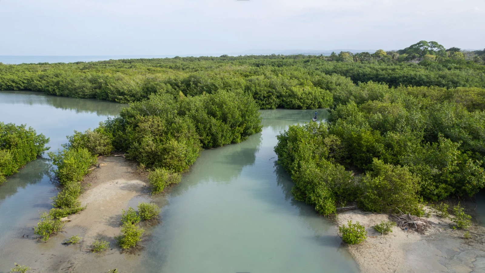 Earth Day 56 years later image of a mangrove wetland ecosystem and coastal habitat