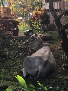 A lazy cow lounges on a chocolate farm in the Philippines